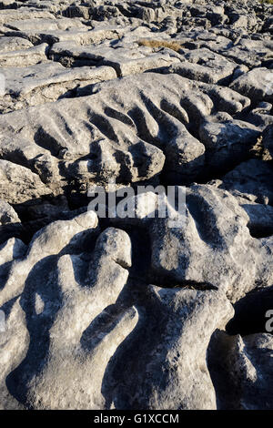 Kalkstein Pflastersteine auf Skalen Moor über Ingleton in West Yorkshire. Stockfoto