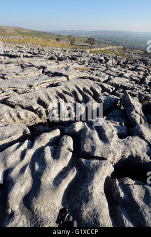 Kalkstein Pflastersteine auf Skalen Moor über Ingleton in West Yorkshire. Stockfoto