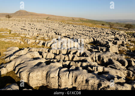 Kalkstein Pflastersteine auf Skalen Moor über Ingleton in West Yorkshire. Stockfoto