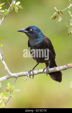 Gemeinsame Grackle - Quiscalus Quiscula - Erwachsene Stockfoto