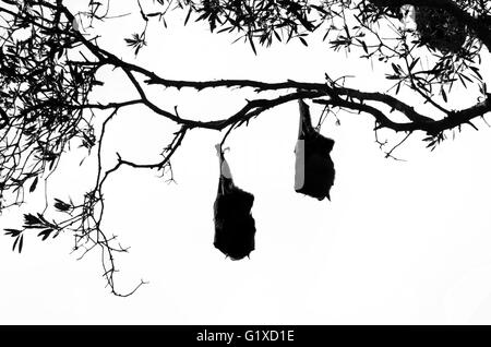 Zwei Flughunde (graue Leitung Flughunde) Silhouette (schwarz und weiß) an einem Baum hängen Stockfoto