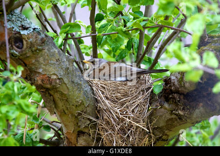 Die Soorenfeldzucht (Turdus pilaris) in einem Nest mit Küken. Stockholm, Schweden. Stockfoto