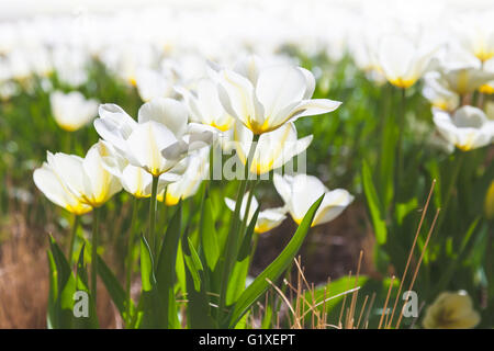 Weiße Tulpe Blumen unter hellem Sonnenlicht im Frühlingsgarten. Nahaufnahme Foto mit selektiven Fokus