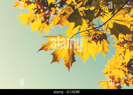 Leuchtend Ahornblätter gelbe rote Herbst über blauen Himmelshintergrund. Nahaufnahme Foto mit Tiefenschärfe und Vintage Tonwertkorrektur Stockfoto