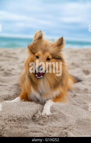 Shetland Sheepdog am Strand Stockfoto