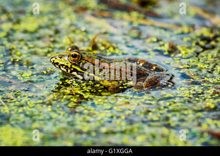 Ein Seefrosch harmonisch in seine Umgebung Stockfoto