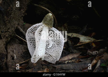 Phallus Indusiatus tropischen stinkenden Pilz Stockfoto
