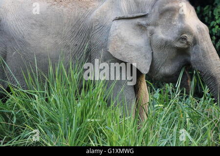 Eine vom Aussterben bedrohte Bornean pygmy Elefant Elephas Maximus Borneensis Essen Grass an der Seite einer Straße in Maliau Basin, Borneo Stockfoto