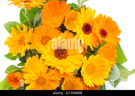 Ringelblume Calendula Officinalis auf weißem Hintergrund. Stockfoto