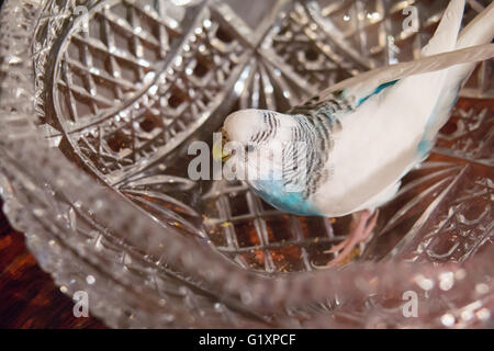 Blaue Badgie sitzt in einer Kristallvase Stockfoto