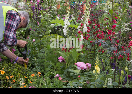 London, UK. 20. Mai 2016. Die Vorbereitungen laufen für die Schaugärten und den Blumenschmuck bei der RHS Chelsea Flower Show. Die 2016 Chelsea Flower Show für das Publikum auf Dienstag, 24. Mai 2016 geöffnet. Bildnachweis: Lebendige Bilder/Alamy Live-Nachrichten Stockfoto