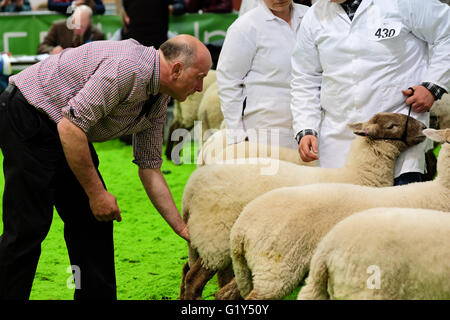 Royal Welsh-Frühlingsfestival, Mai 2016 - prüft ein Richter die Gesundheit der Schafe in die Schafe, die Arena zu urteilen. Stockfoto