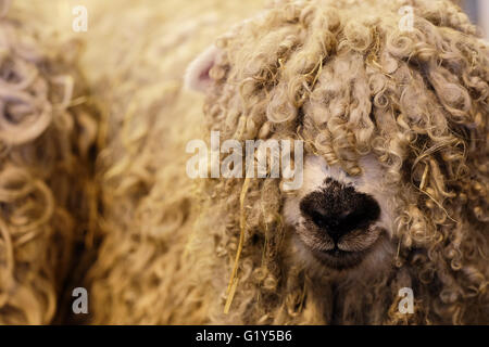 Royal Welsh Frühlingsfest, Mai 2016 - eine langhaarige Greyface Dartmoor Schafe seinerseits in den Schaf-Ausstellung-Ring am Eröffnungstag des Frühlingsfestes erwartet. Die Greyface Dartmoor ist eine seltene Rasse der Hausschafe stammen rund um Dartmoor im Südwesten England. Stockfoto