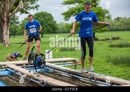 Windsor, UK. 21. Mai 2016. Hunde und Besitzer konkurrieren in den schlammigen Hund Herausforderung Hindernis laufen im Windsor Great Park zugunsten von Battersea Hunde und Katzen. Bildnachweis: Mark Kerrison/Alamy Live-Nachrichten Stockfoto