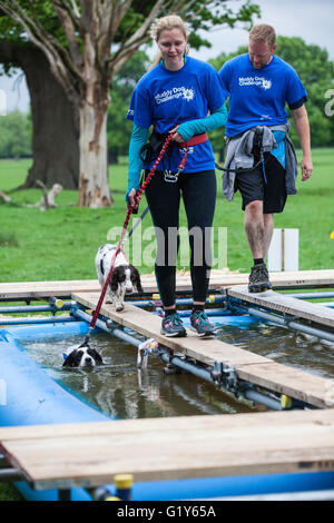 Windsor, UK. 21. Mai 2016. Hunde und Besitzer konkurrieren in den schlammigen Hund Herausforderung Hindernis laufen im Windsor Great Park zugunsten von Battersea Hunde und Katzen. Bildnachweis: Mark Kerrison/Alamy Live-Nachrichten Stockfoto