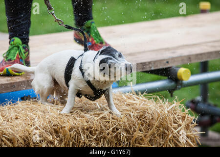 Windsor, UK. 21. Mai 2016. Hunde und Besitzer konkurrieren in den schlammigen Hund Herausforderung Hindernis laufen im Windsor Great Park zugunsten von Battersea Hunde und Katzen. Bildnachweis: Mark Kerrison/Alamy Live-Nachrichten Stockfoto