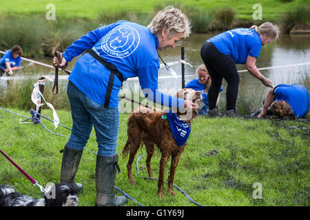 Windsor, UK. 21. Mai 2016. Hunde und Besitzer konkurrieren in den schlammigen Hund Herausforderung Hindernis laufen im Windsor Great Park zugunsten von Battersea Hunde und Katzen. Bildnachweis: Mark Kerrison/Alamy Live-Nachrichten Stockfoto