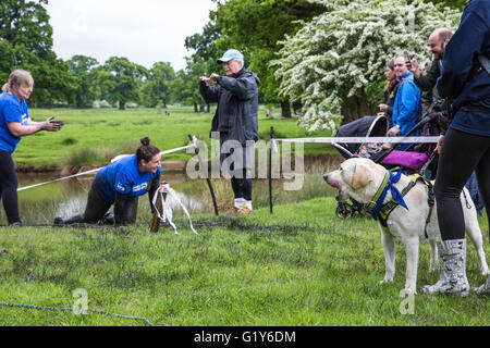 Windsor, UK. 21. Mai 2016. Hunde und Besitzer konkurrieren in den schlammigen Hund Herausforderung Hindernis laufen im Windsor Great Park zugunsten von Battersea Hunde und Katzen. Bildnachweis: Mark Kerrison/Alamy Live-Nachrichten Stockfoto