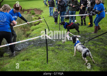 Windsor, UK. 21. Mai 2016. Hunde und Besitzer konkurrieren in den schlammigen Hund Herausforderung Hindernis laufen im Windsor Great Park zugunsten von Battersea Hunde und Katzen. Bildnachweis: Mark Kerrison/Alamy Live-Nachrichten Stockfoto