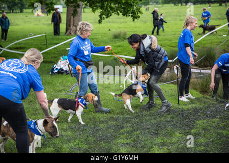 Windsor, UK. 21. Mai 2016. Hunde und Besitzer konkurrieren in den schlammigen Hund Herausforderung Hindernis laufen im Windsor Great Park zugunsten von Battersea Hunde und Katzen. Bildnachweis: Mark Kerrison/Alamy Live-Nachrichten Stockfoto