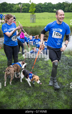 Windsor, UK. 21. Mai 2016. Hunde und Besitzer konkurrieren in den schlammigen Hund Herausforderung Hindernis laufen im Windsor Great Park zugunsten von Battersea Hunde und Katzen. Bildnachweis: Mark Kerrison/Alamy Live-Nachrichten Stockfoto