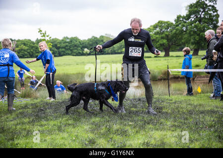 Windsor, UK. 21. Mai 2016. Hunde und Besitzer konkurrieren in den schlammigen Hund Herausforderung Hindernis laufen im Windsor Great Park zugunsten von Battersea Hunde und Katzen. Bildnachweis: Mark Kerrison/Alamy Live-Nachrichten Stockfoto