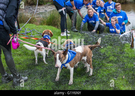 Windsor, UK. 21. Mai 2016. Hunde und Besitzer konkurrieren in den schlammigen Hund Herausforderung Hindernis laufen im Windsor Great Park zugunsten von Battersea Hunde und Katzen. Bildnachweis: Mark Kerrison/Alamy Live-Nachrichten Stockfoto