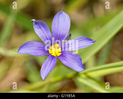 Nahaufnahme Bild von einem Blue – Eyed Grass, Sisyrinchium Angustifolium Blume im Frühling Stockfoto