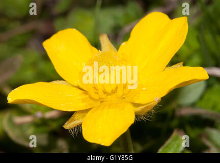 Nahaufnahme von eine Butterblume Ranunculus Blüte im Frühjahr Stockfoto