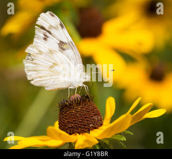 Karierte weißer Schmetterling Fütterung auf eine Black-Eyed Susan Blume Stockfoto