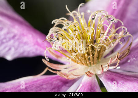 Nahaufnahme der Tau fällt auf einer lila Clematis-Blüte Stockfoto