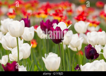 lila und weißen Tulpen Stockfoto