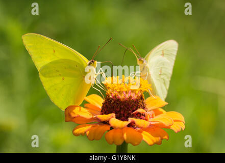 Männliche wolkenlosen Schwefel Schmetterling Fütterung auf orange Zinnie mit einem Weibchen auf Hintergrund teilen die gleiche Blume Stockfoto