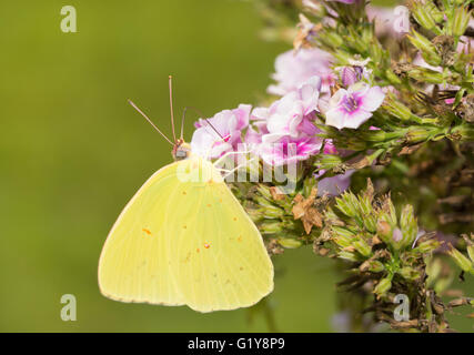 Wolkenlosen Schwefel Schmetterling Fütterung auf eine rosa Phlox-Blume Stockfoto