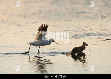 Pied Avocet Recurvirostra Avosetta jagen Entenküken Weg von seinem Nest Cley Norfolk Juli Stockfoto