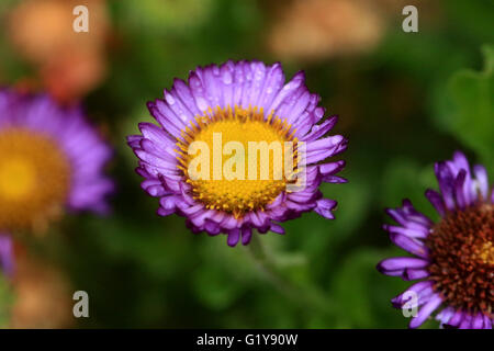 Wild purple Daisy Blume mit Wassertropfen Stockfoto