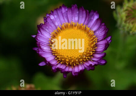 Wild purple Daisy Blume mit Wassertropfen Stockfoto