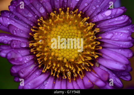 Wild purple Daisy Blume mit Wassertropfen Stockfoto