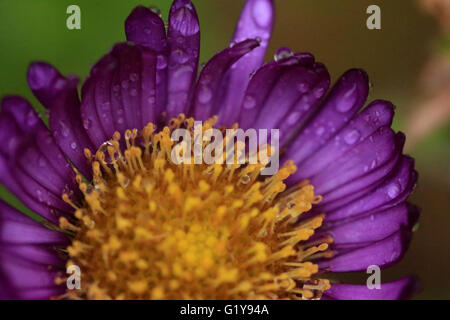 Wild purple Daisy Blume mit Wassertropfen Stockfoto