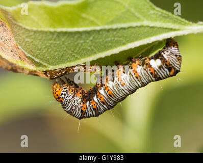 Acht-spotted Förster Raupe Stockfoto