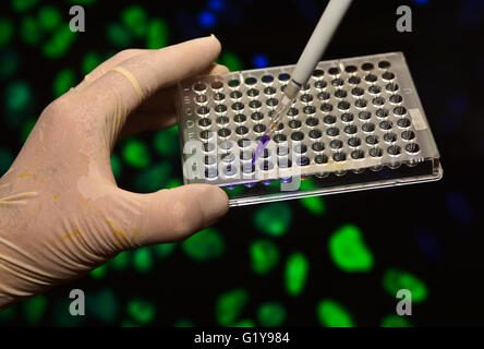 DNA-Tests in genetischen Laboratorien. Biologische wissenschaftliche Ausrüstung. Stockfoto