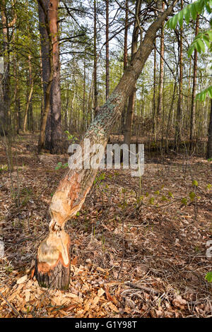 Holz, warfen die Biber. Die Biber stapelten sich ein Baum in einem Nationalpark. Stockfoto