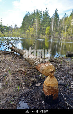 Holz, warfen die Biber. Die Biber stapelten sich ein Baum in einem Nationalpark. Stockfoto