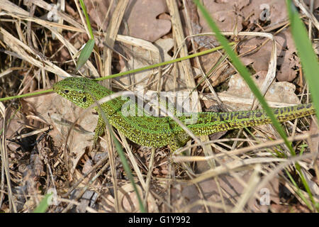 Zauneidechse Lacerta Agilis. Die männlichen Eidechse für die Zucht von grünen Farbe. Stockfoto