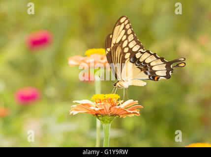 Riesige Schwalbenschwanz Schmetterling Fütterung auf eine Blume im sonnigen Garten Stockfoto