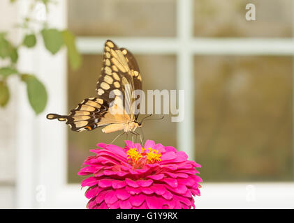 Riesige Schwalbenschwanz Schmetterling Fütterung auf eine Blume vor einem Fenster in einem sonnigen Sommer-Garten Stockfoto