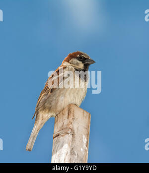 Männlicher Haussperling, Passer Domesticus, hoch oben auf einem Stick gegen sonnigen blauen Himmel Stockfoto