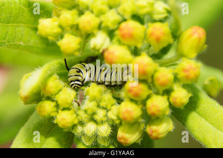 Sehr junge Monarch Raupe Essen auf Wolfsmilch Knospen, eingebettet in die Blümchen Stockfoto