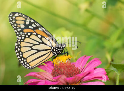 Weibliche Monarchfalter auf Zinnia Blume Stockfoto