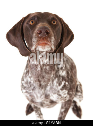 ein Jagdhund der Rasse Deutscher Kurzhaariger Vorstehhund sitzt vor einem weißen Hintergrund Stockfoto